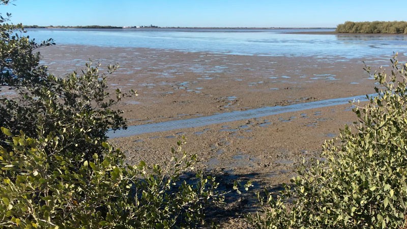 Leyes ambientales son letra muerta en Bahía de Yavaros en Sonora